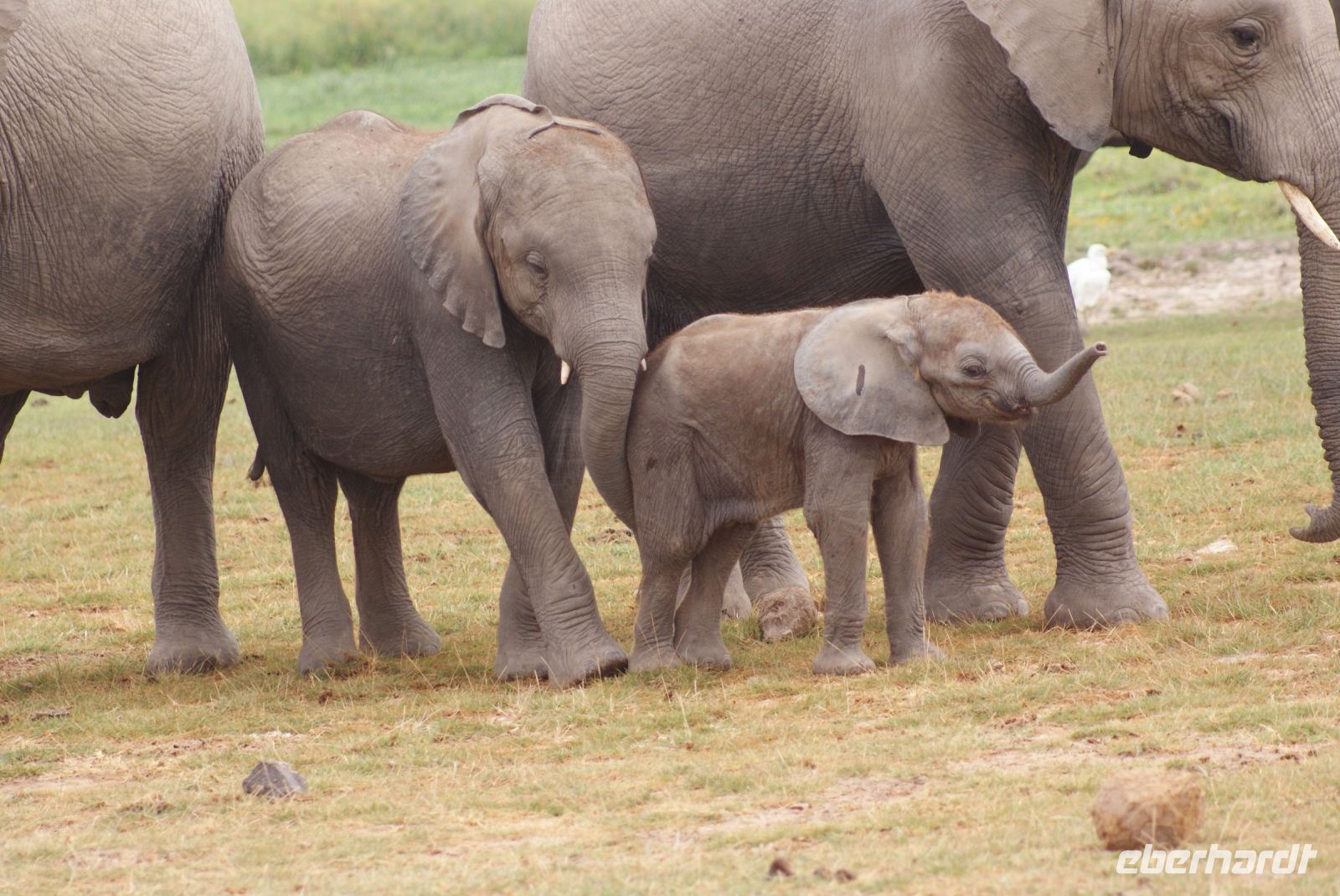 303  Elefanten im Amboseli NP
