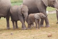 303  Elefanten im Amboseli NP