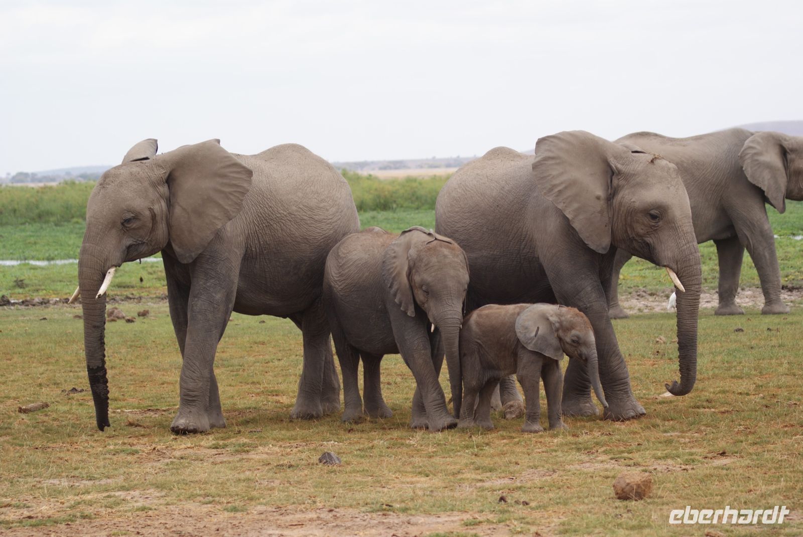 304  Elefanten im Amboseli NP