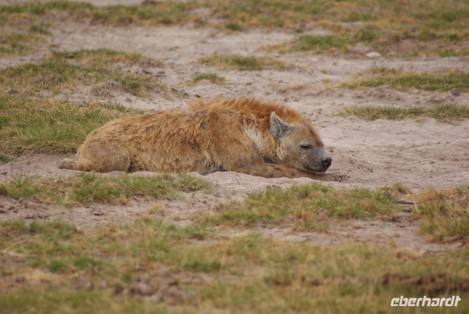 305 Hyäne im Amboseli NP