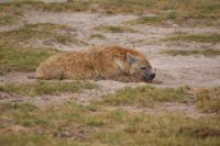 305 Hyäne im Amboseli NP