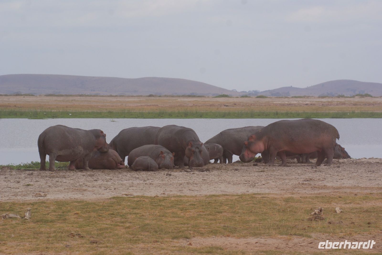 306 Flusspferde im Amboseli NP