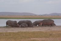 306 Flusspferde im Amboseli NP