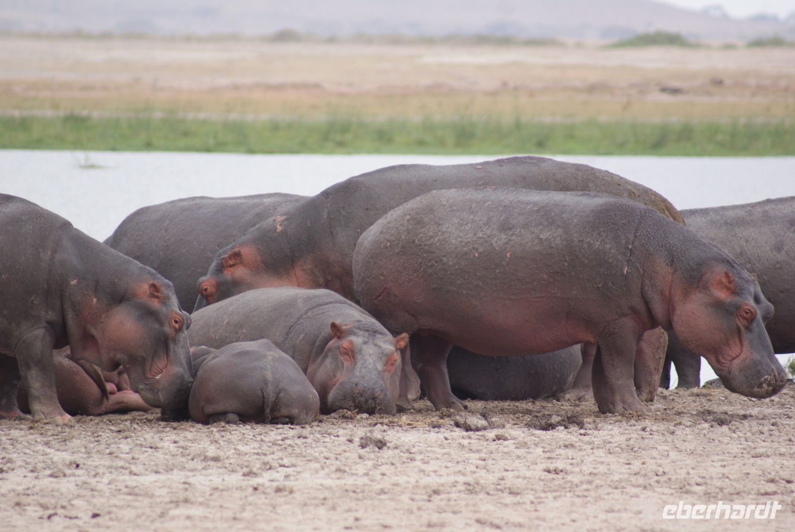 307 Flusspferde im Amboseli NP