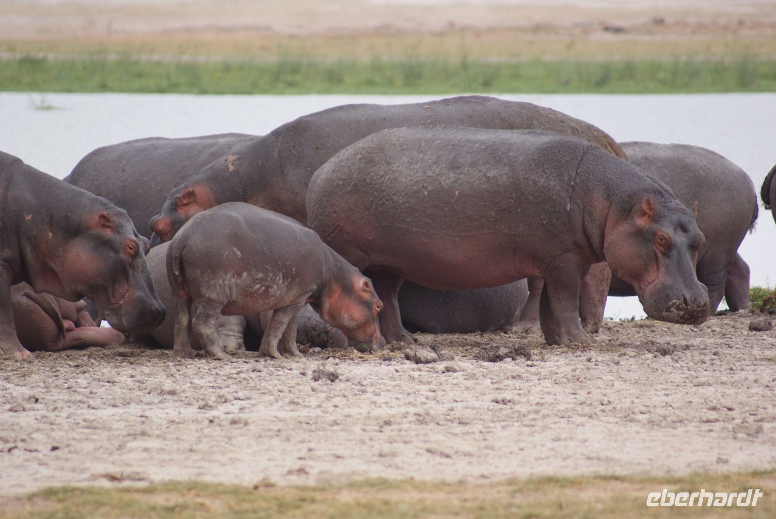 308 Flusspferde im Amboseli NP