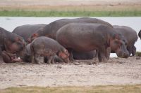 308 Flusspferde im Amboseli NP