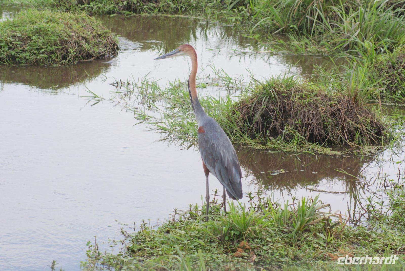 309 Reiher im Amboseli NP