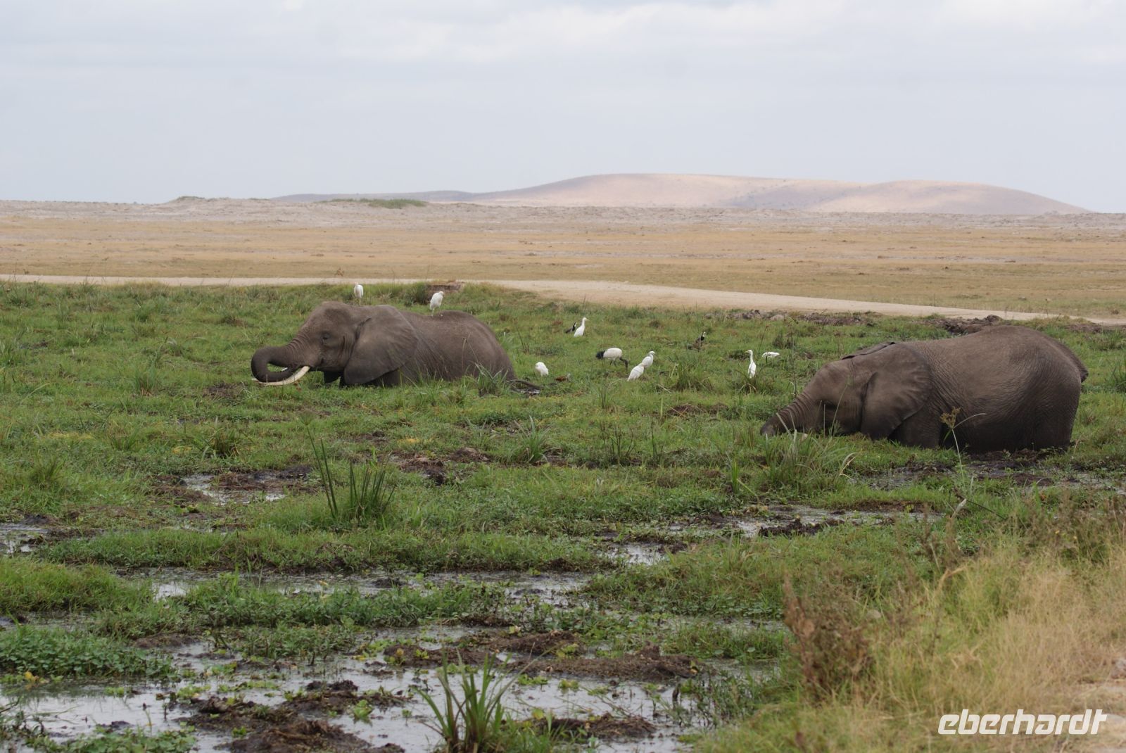 310 Elefanten im Amboseli NP