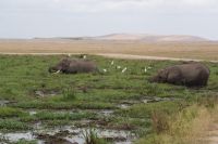 310 Elefanten im Amboseli NP