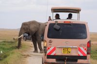 311 Elefanten im Amboseli NP