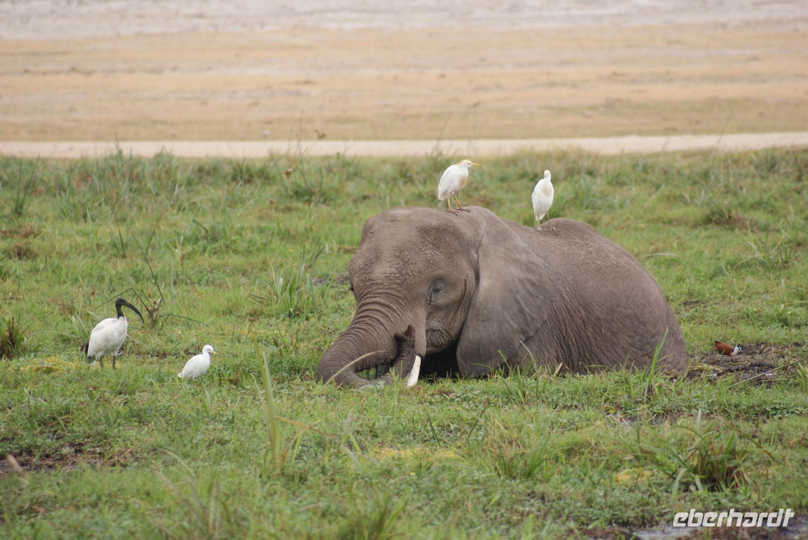 312  Elefanten im Amboseli NP
