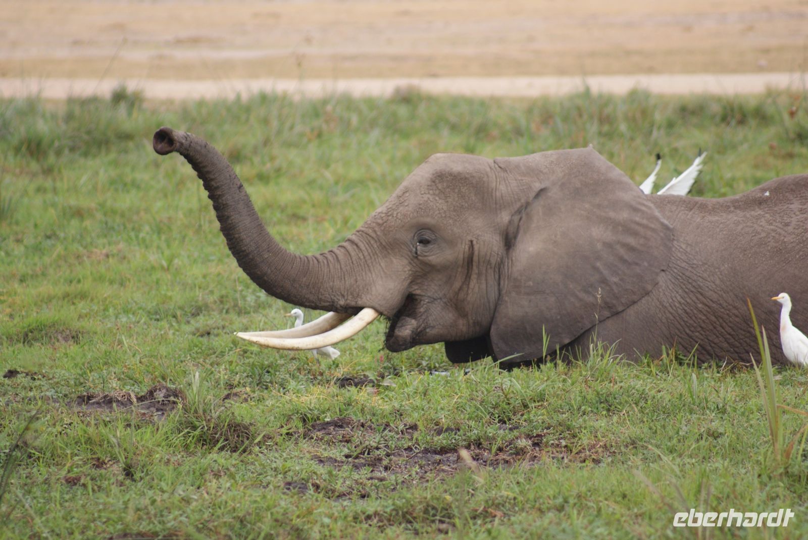 313 Elefanten im Amboseli NP