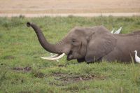 313 Elefanten im Amboseli NP