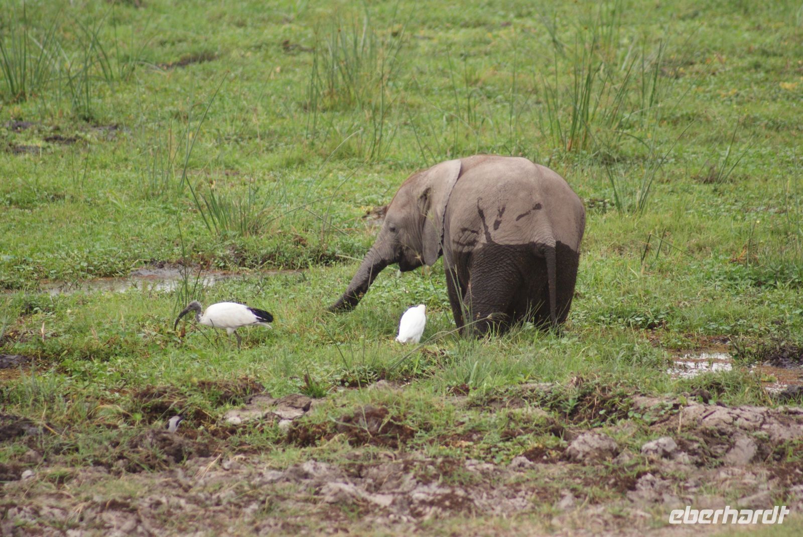 314 Elefanten im Amboseli NP