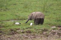 314 Elefanten im Amboseli NP