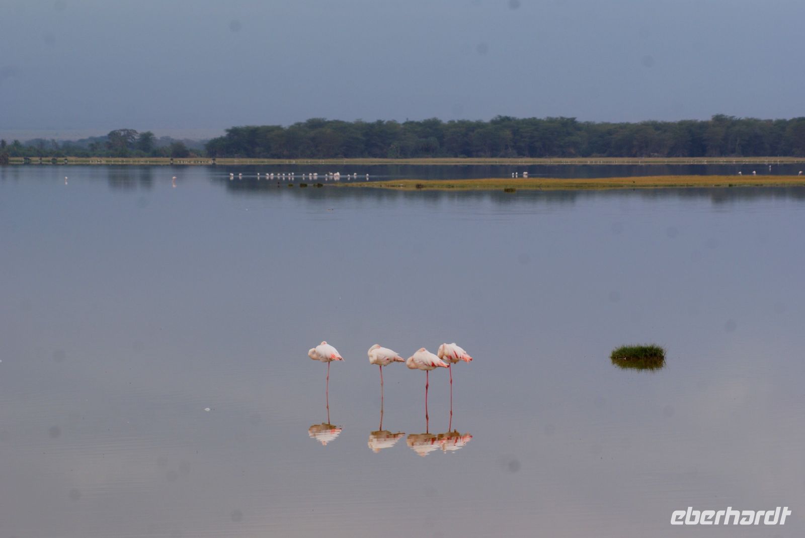 315 Flamingos im Amboseli NP