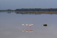 315 Flamingos im Amboseli NP