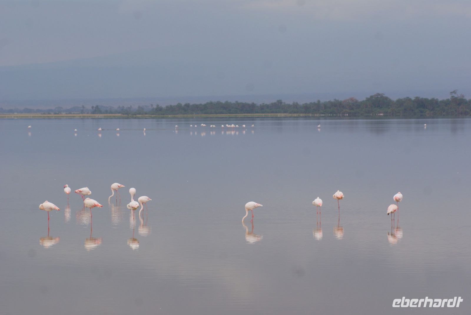 316  Flamingos im Amboseli NP