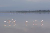 316  Flamingos im Amboseli NP