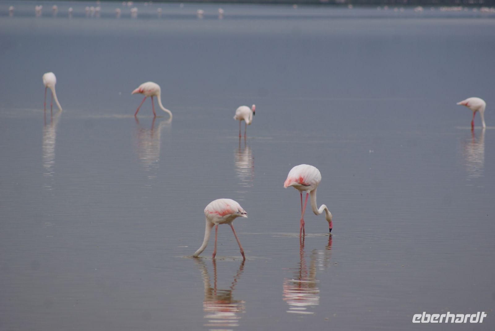 317 Flamingos im Amboseli NP