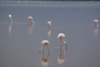 317 Flamingos im Amboseli NP