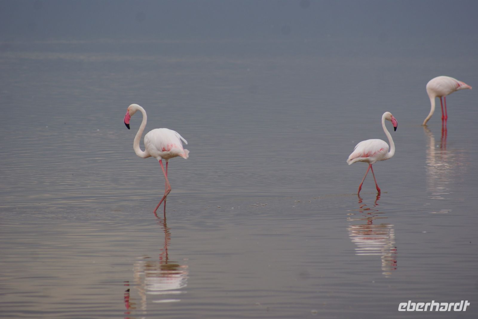 318  Flamingos im Amboseli NP