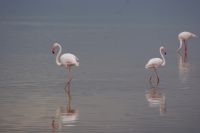 318  Flamingos im Amboseli NP