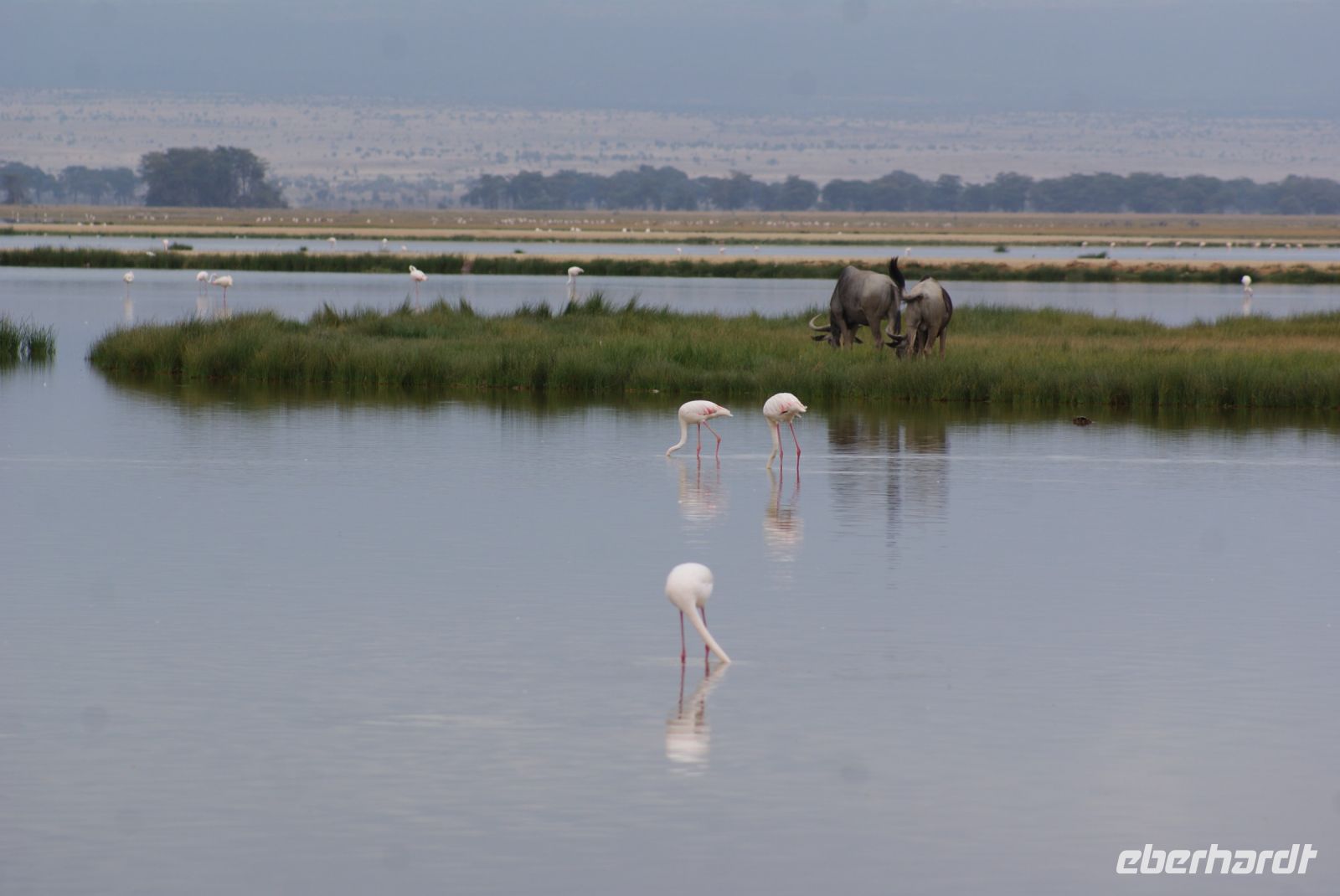 319 Flamingos im Amboseli NP