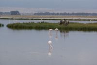319 Flamingos im Amboseli NP