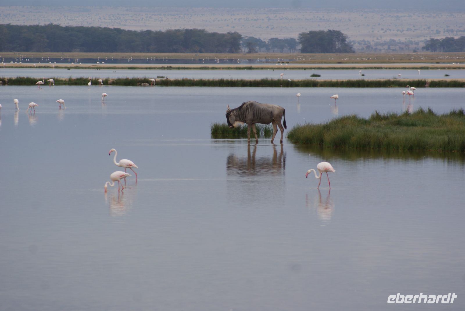 320  Flamingos im Amboseli NP