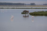 320  Flamingos im Amboseli NP