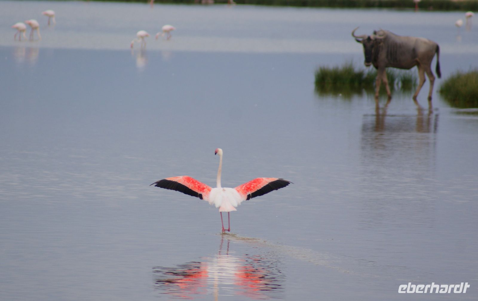 321 Flamingos im Amboseli NP