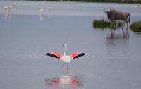 321 Flamingos im Amboseli NP