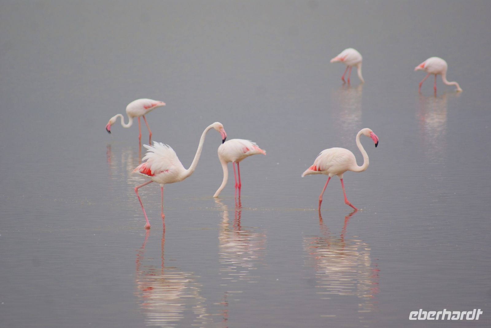 322 Flamingos im Amboseli NP