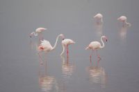 322 Flamingos im Amboseli NP