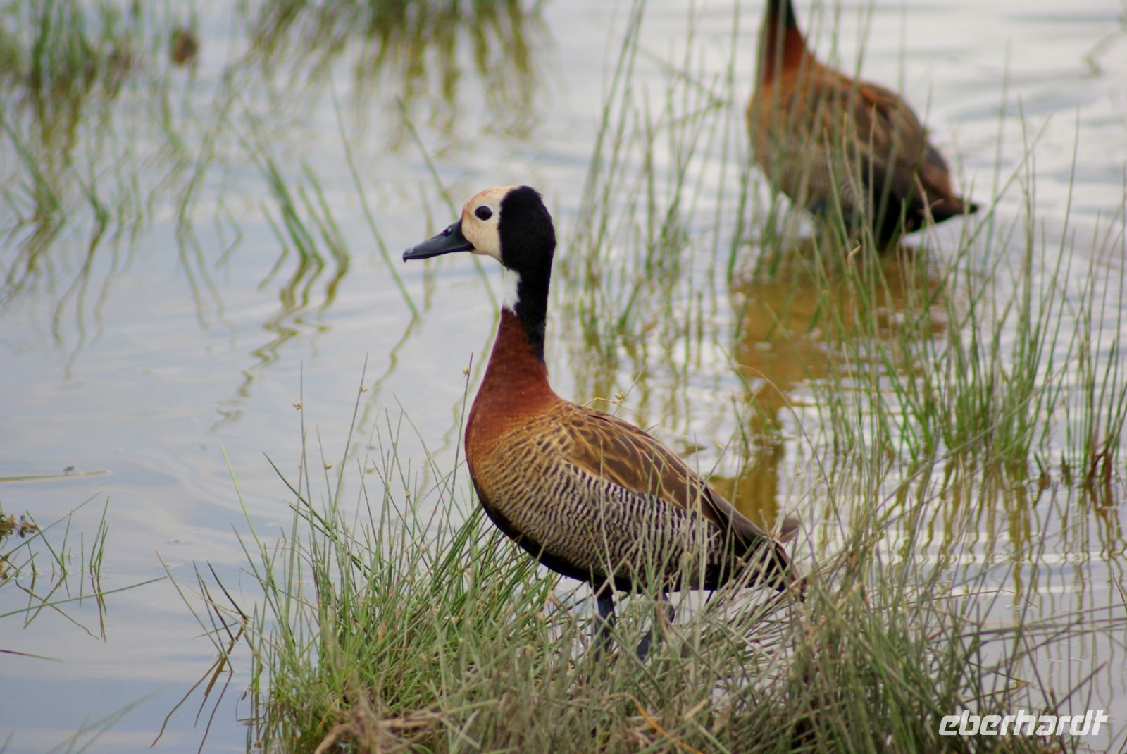 323 whiteface whistling duck