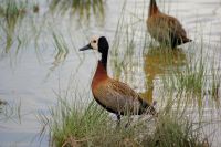 323 whiteface whistling duck