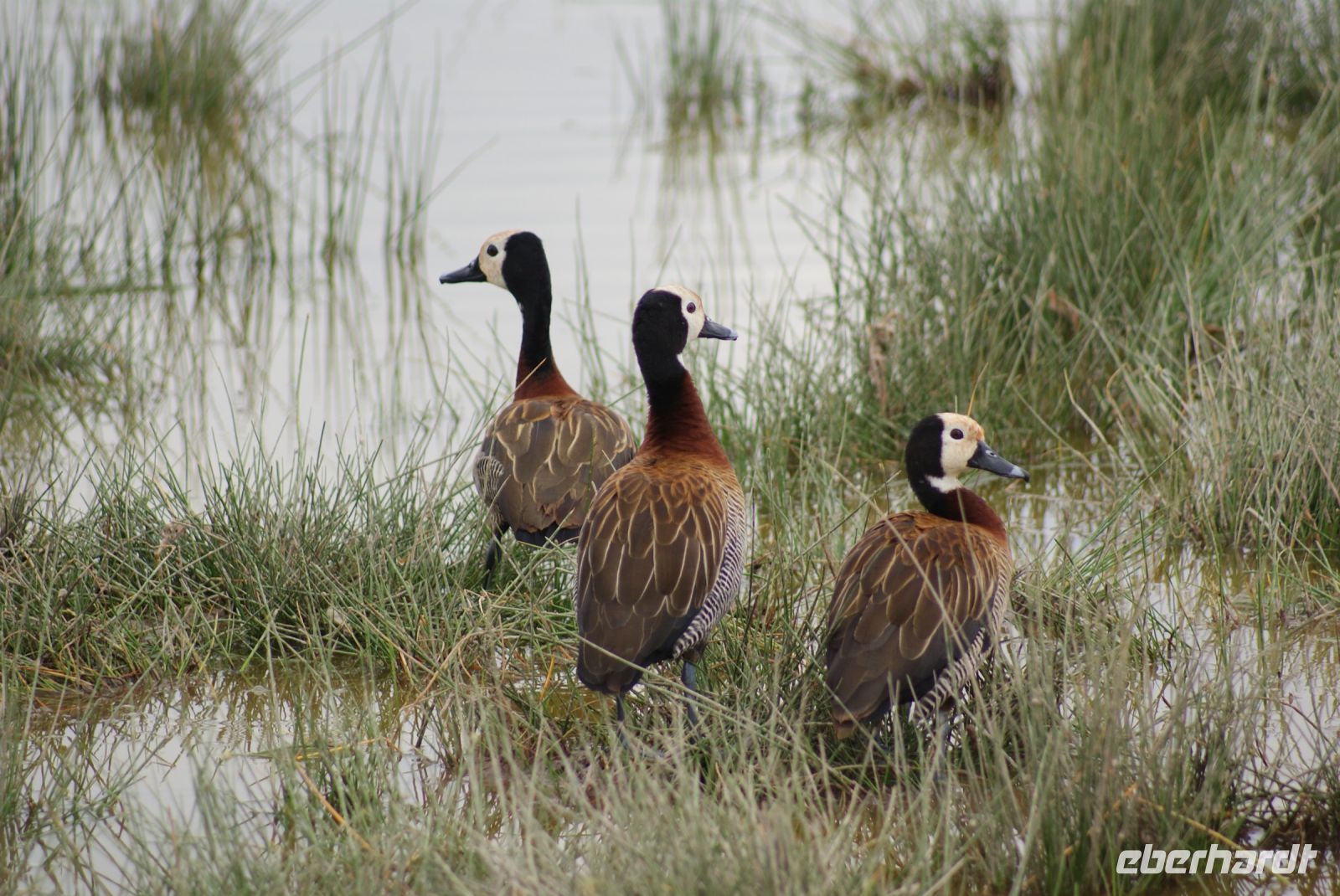 324  whiteface whistling duck