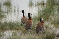 324  whiteface whistling duck