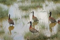 325  whiteface whistling duck