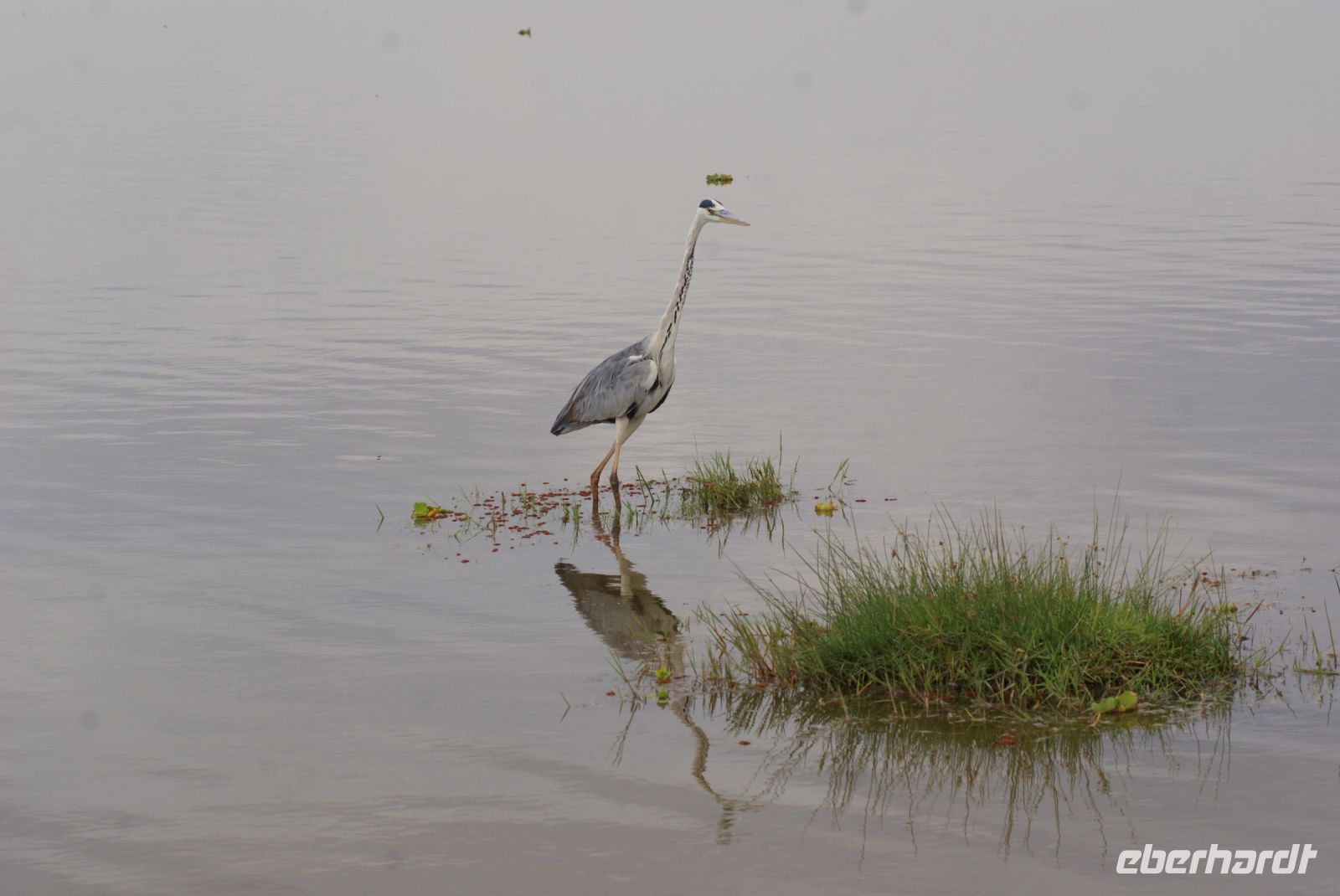 326 Reiher beim Fischfang