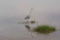 326 Reiher beim Fischfang