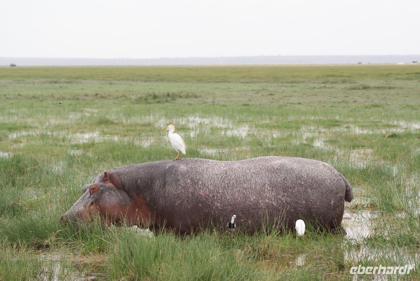 327  Flusspferde im Amboseli NP
