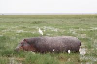 327  Flusspferde im Amboseli NP