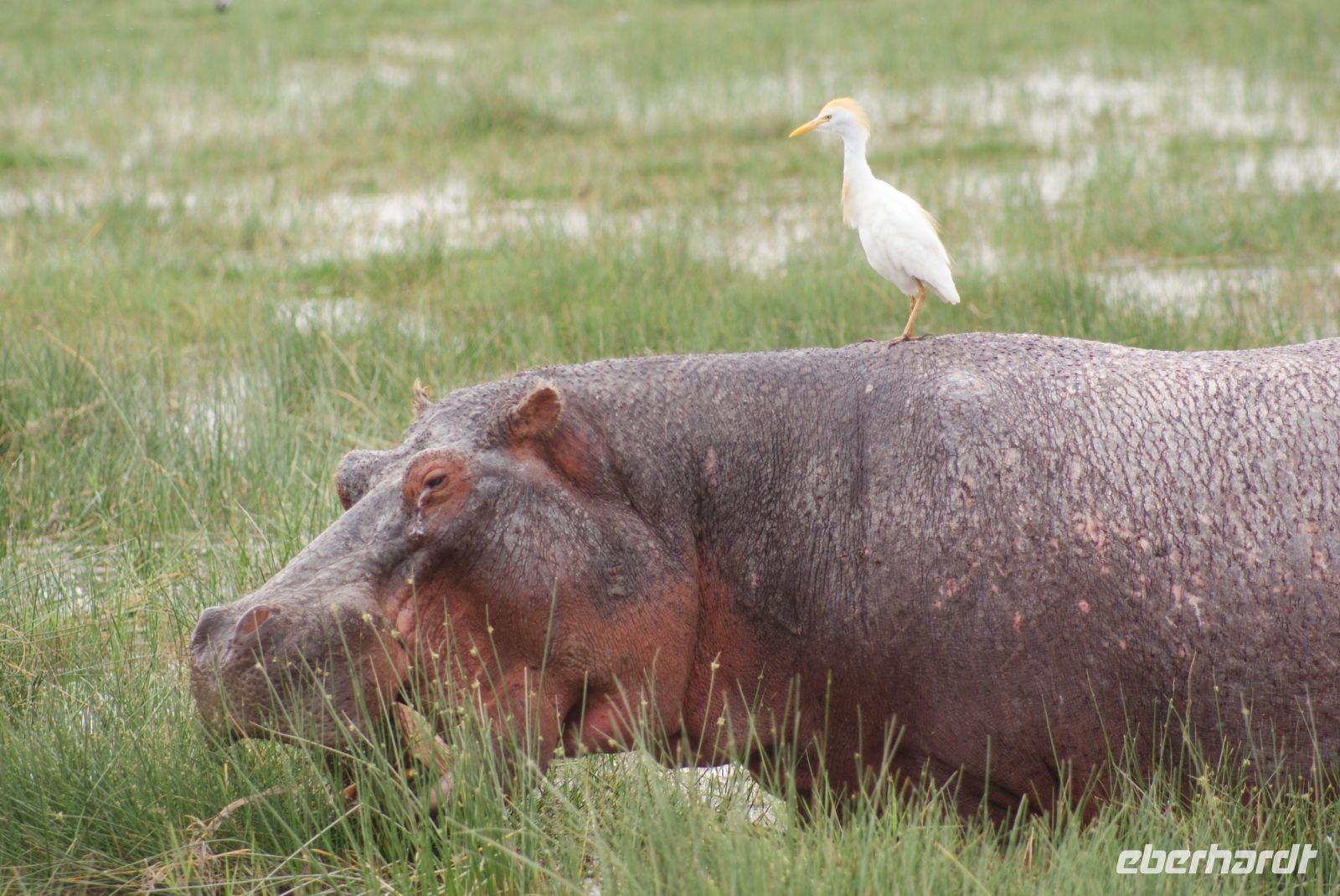 328 Flusspferde im Amboseli NP