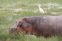 328 Flusspferde im Amboseli NP