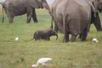 330 Elefantenkalb