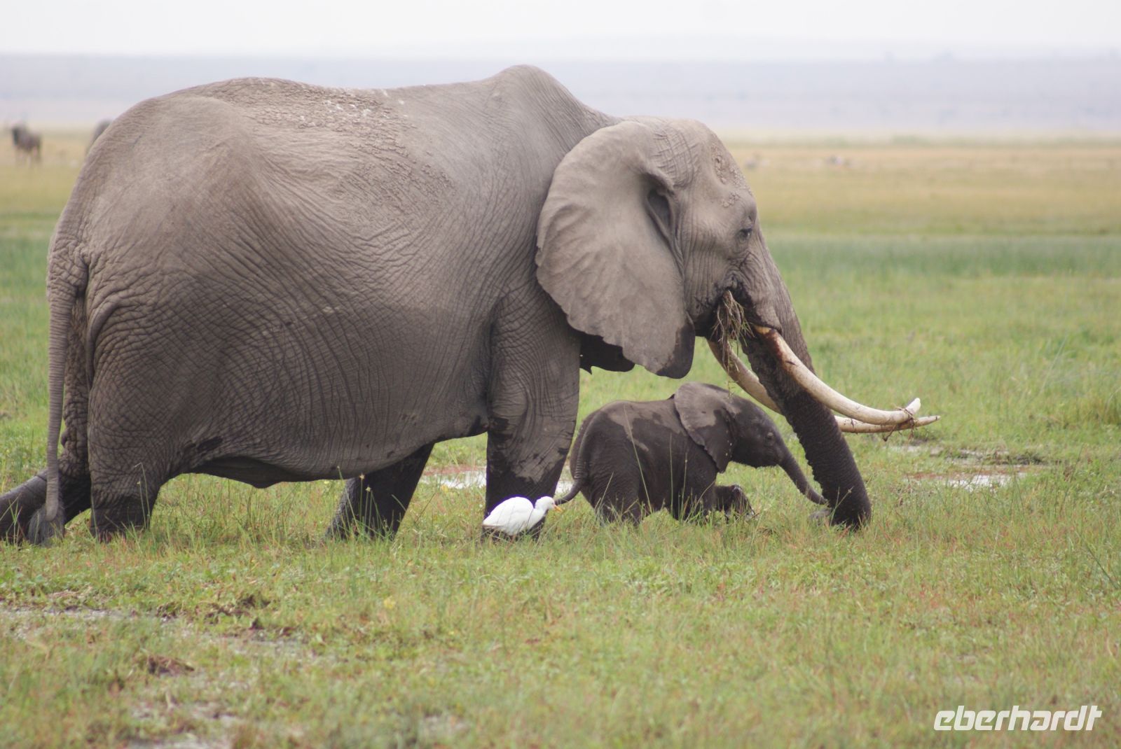 331  Elefanten im Amboseli NP