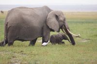 331  Elefanten im Amboseli NP