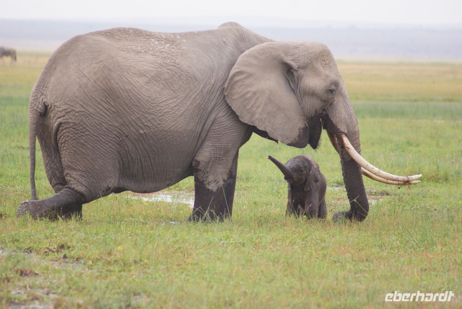 332  Elefanten im Amboseli NP